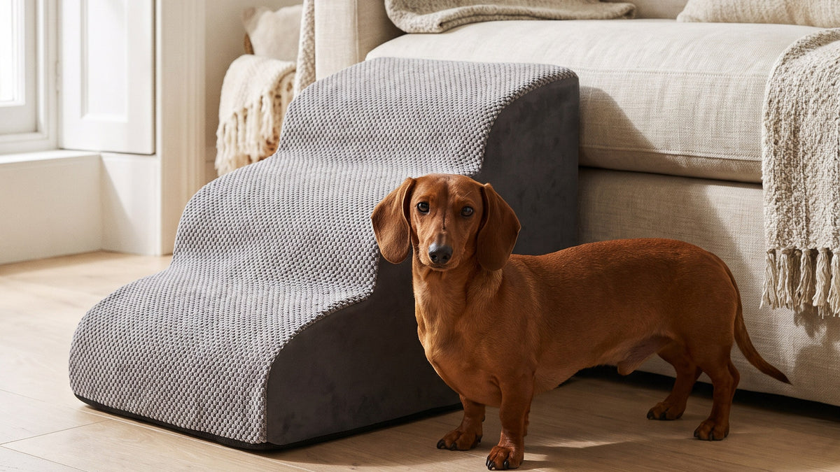 A red dachshund standing beside the Doxie Guard pet stairs by a sofa in a sunlit room