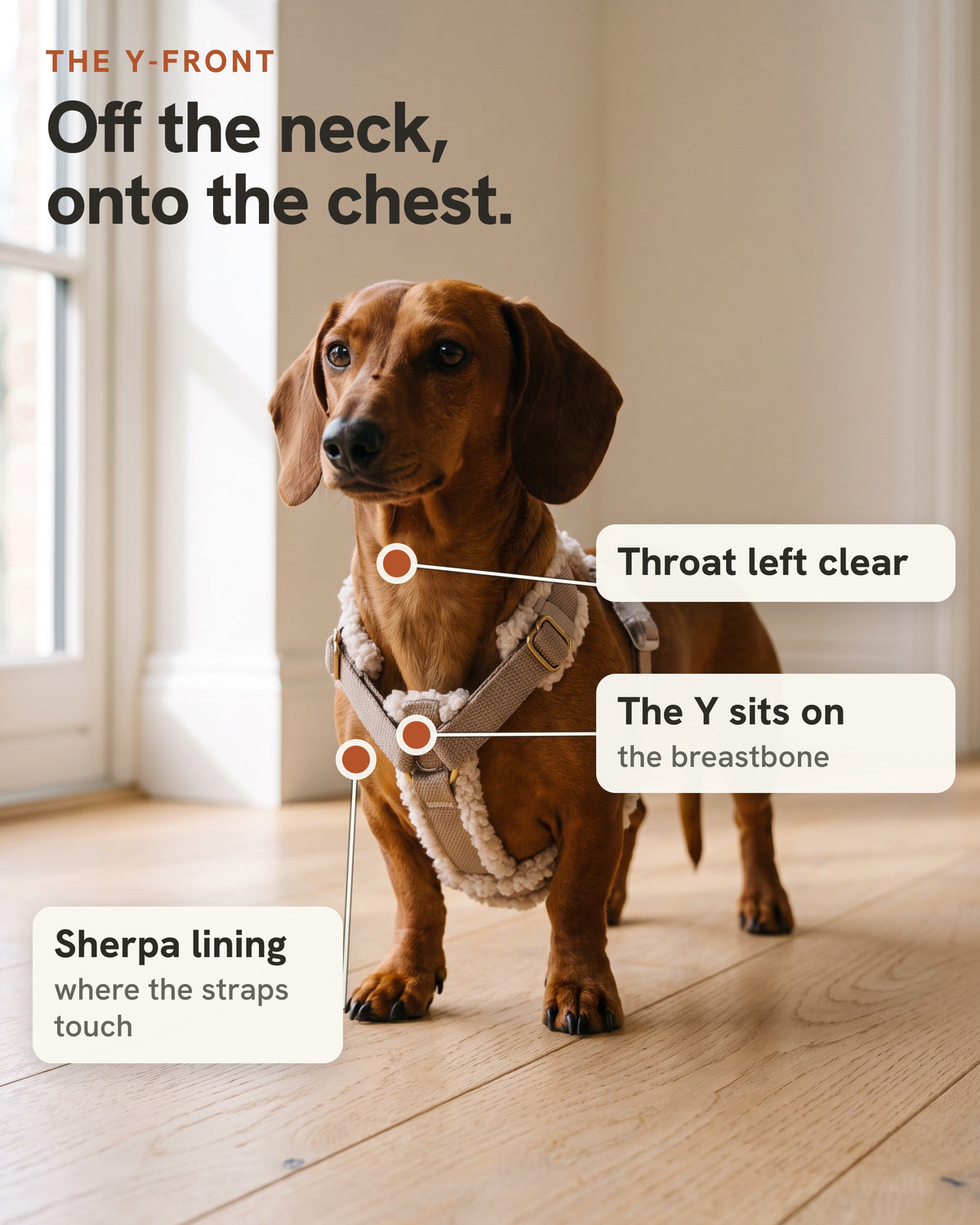 A red dachshund in the Doxie Harness. Off the neck, onto the chest: the throat left clear, the Y sitting on the breastbone, and sherpa lining where the straps touch.
