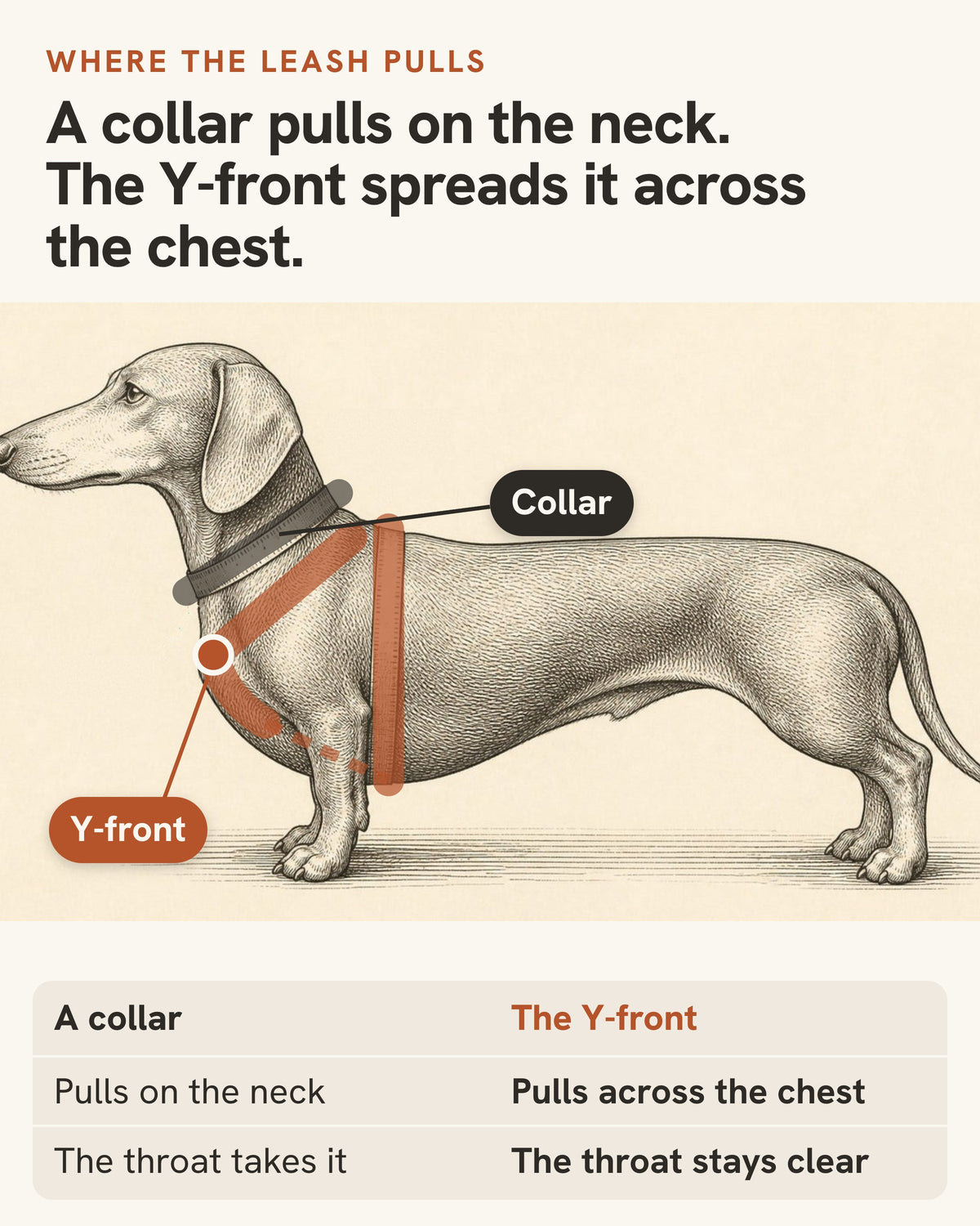 Diagram of a dachshund in profile. A collar pulls on the neck and the throat takes it; the Y-front spreads the pull across the chest and the throat stays clear.