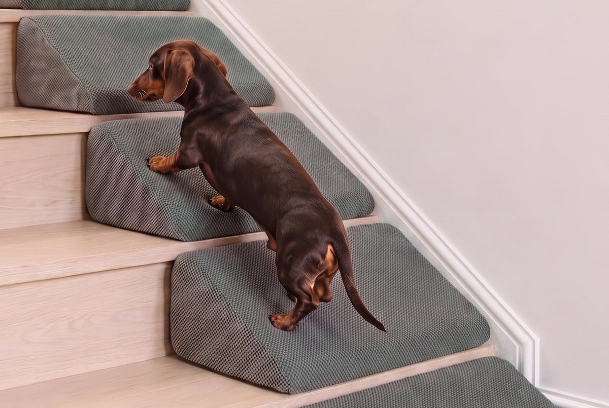 Doxie Guard stair wedges fitted on a pale oak staircase, one on each tread against the riser, with a chocolate and tan dachshund climbing them and clear bare tread left to walk on
