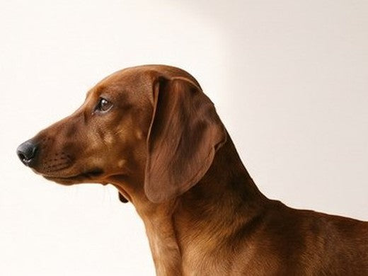 A dachshund in profile